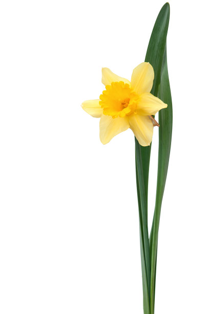 黄水仙孤立图片下载