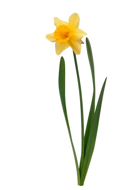 黄水仙孤立图片下载