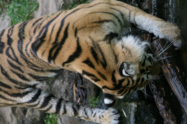 西伯利亚虎图片下载