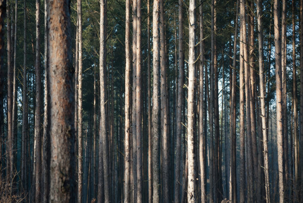 松林图片下载