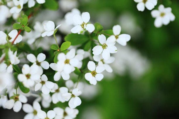 捕捉春天图片下载