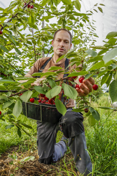 在樱桃园工作。图片下载