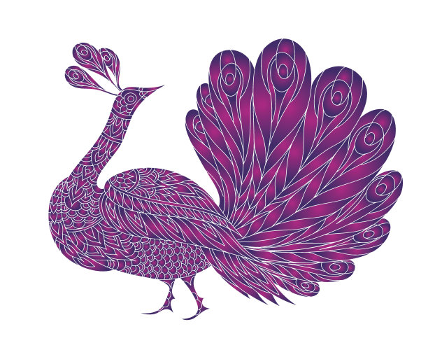 孔雀鸟图片下载