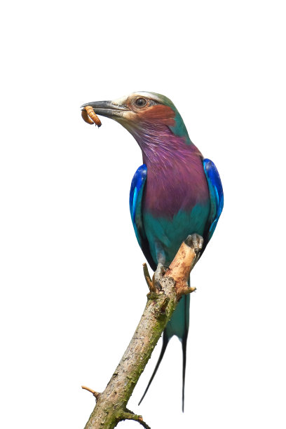 紫丁香扣辊图片下载