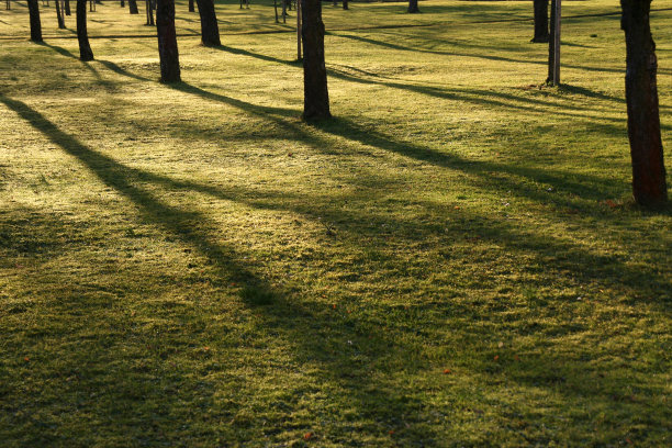 树的影子图片下载