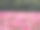 一个满是宇宙花的公园图片下载