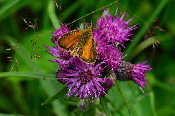 蝴蝶在一朵紫色的野花上采集花粉图片下载