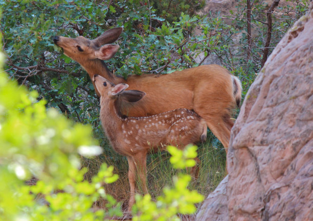 骡鹿和小鹿素材图片