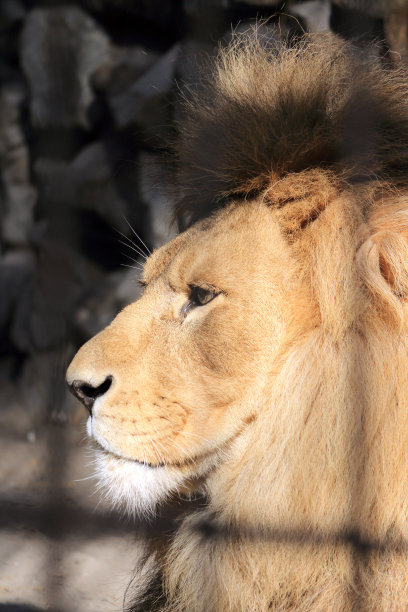 狮子概要图片下载