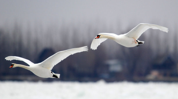 天鹅飞过冰冻的多瑙河图片下载