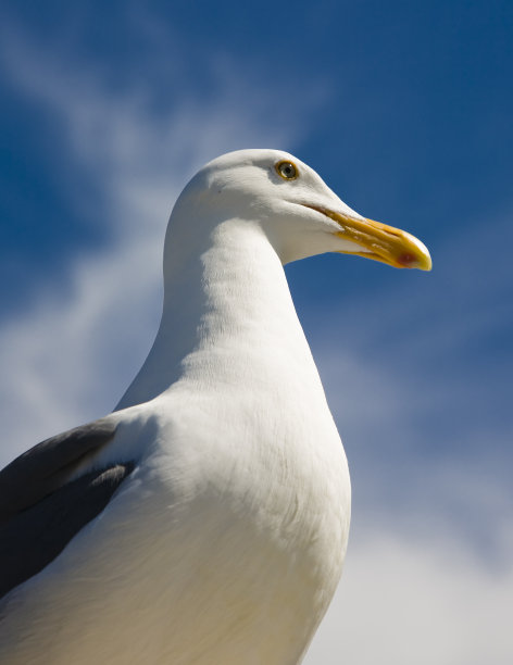 码头的国王图片下载