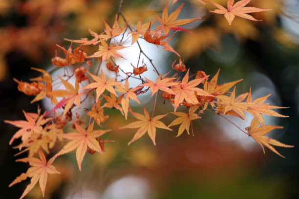 秋天黄叶图片下载