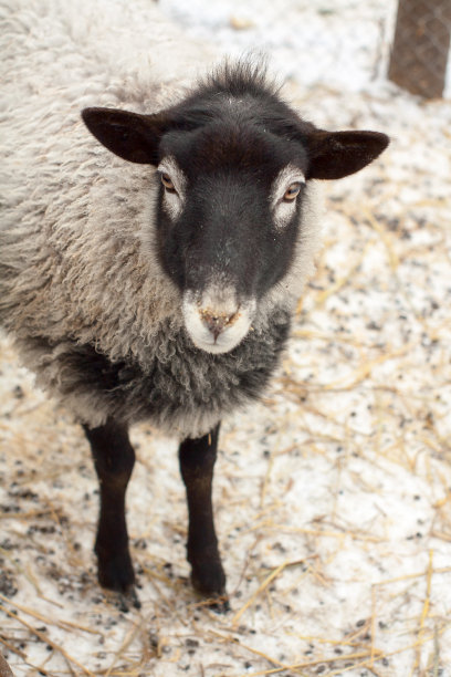 围场里的罗曼诺夫绵羊图片下载