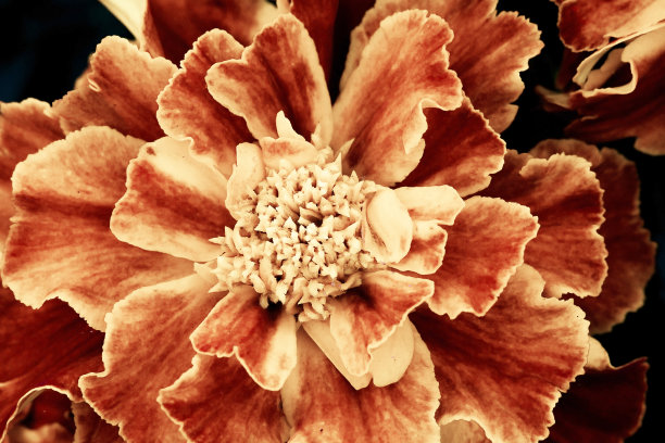 红色的花图片下载