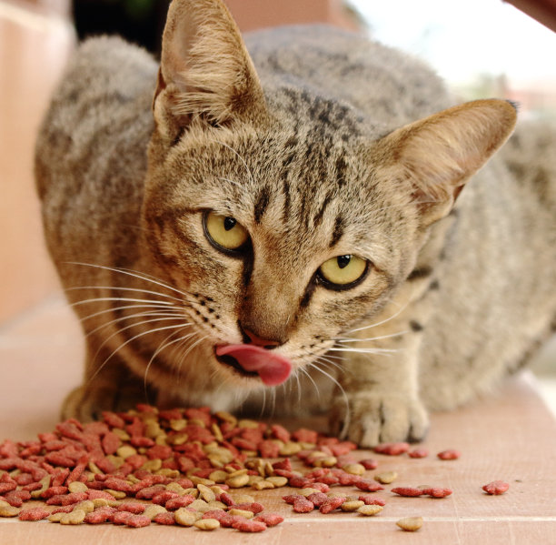 棕色的猫图片下载