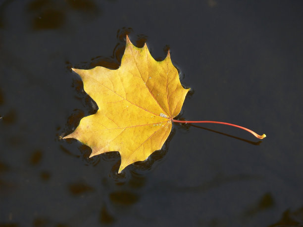 水中枫叶图片下载