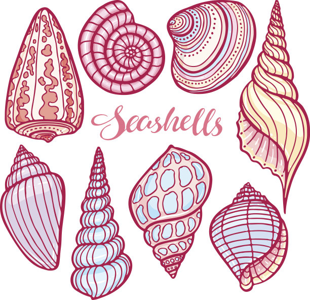 一套彩色的贝壳图片下载