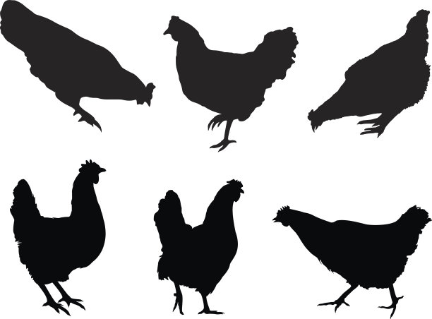 母鸡轮廓图片下载