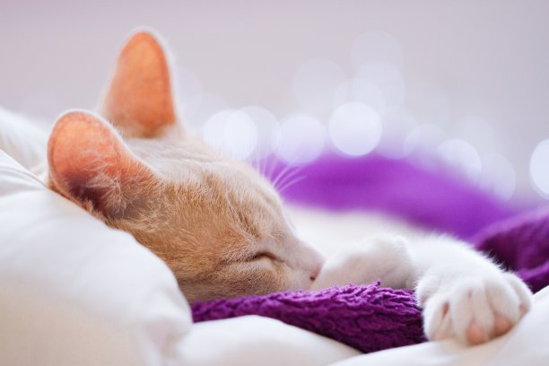 可爱的小猫睡觉图片下载