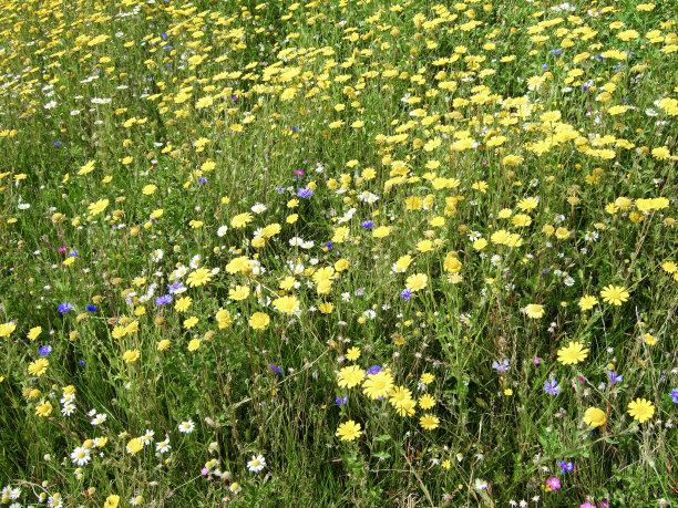 野花图片下载