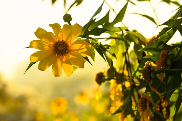 泰国美丽的黄花——金盏花图片下载