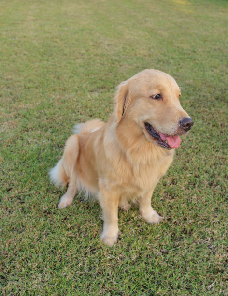 花园里的年轻金毛寻回犬图片下载