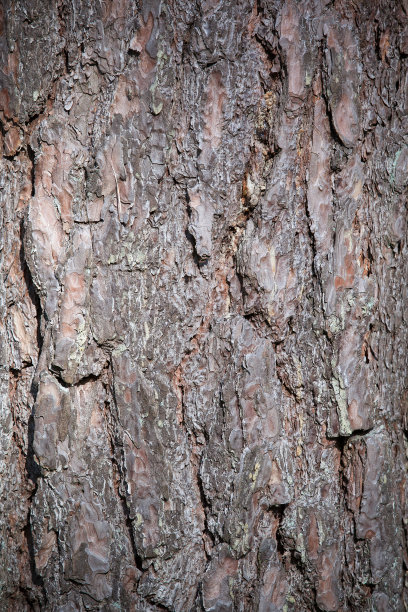 树皮纹理图片下载