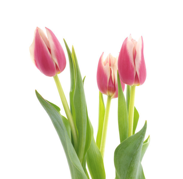 粉红色的郁金香。图片下载