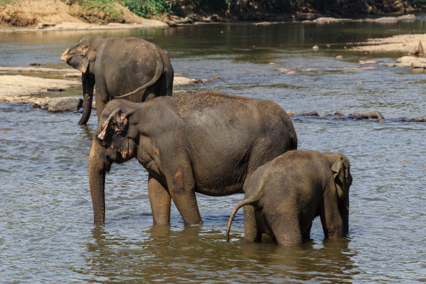 大象在河里洗澡。图片下载