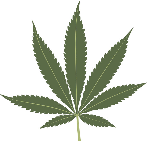 在白色背景上分离的大麻叶。图片下载