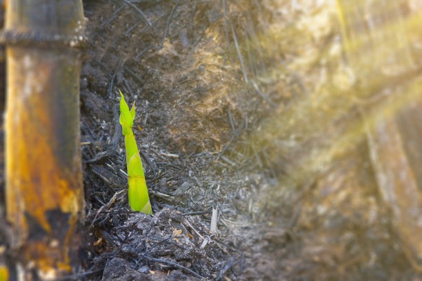 可持续发展，绿苗新生活理念图片下载