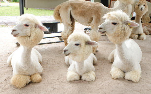 泰国羊驼山的羊驼素材图片