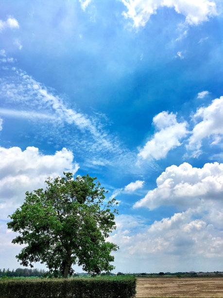 天空和树图片下载