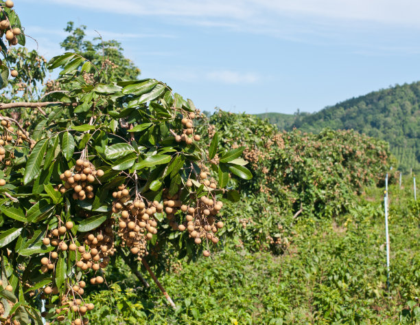 泰国果园里的龙眼。图片下载