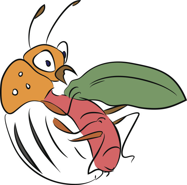 科罗拉多州马铃薯甲虫——马铃薯作物的害虫图片下载