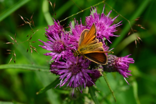 野蓟上有一只漂亮的小蝴蝶，开着一朵紫色的花图片下载
