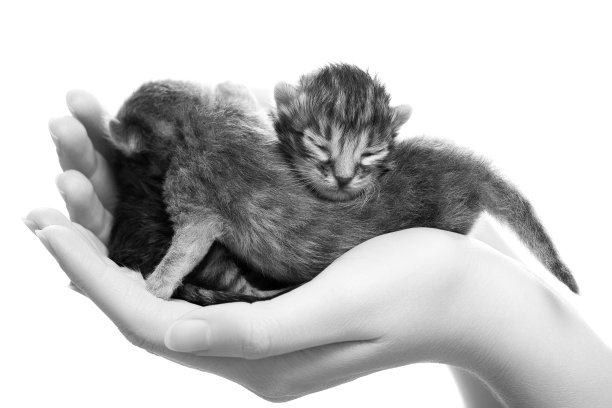 手里拿着刚出生的灰色小猫。图片下载