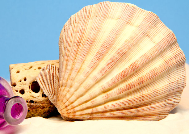 狮子的爪子壳图片下载