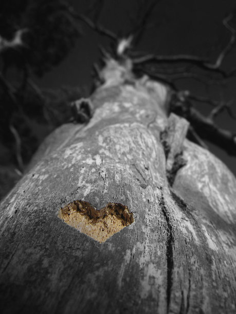 心之树& w情人节图片下载