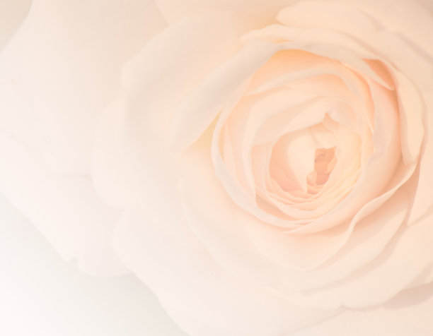 伊夫林玫瑰(英国玫瑰)柔和的背景。图片下载