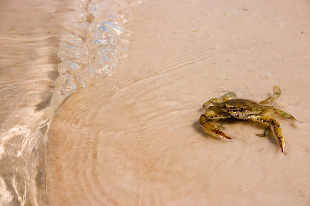 冲浪中的螃蟹图片下载