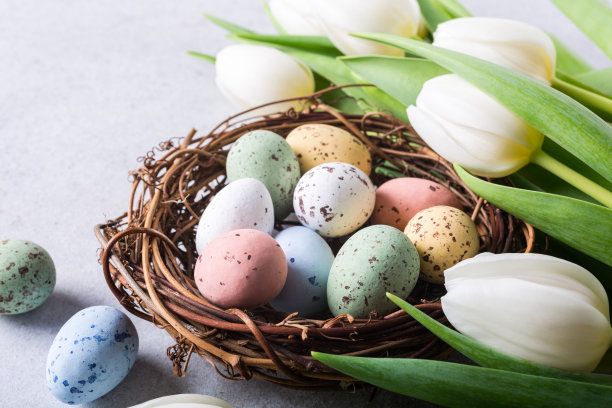 美丽的白色郁金香素材图片