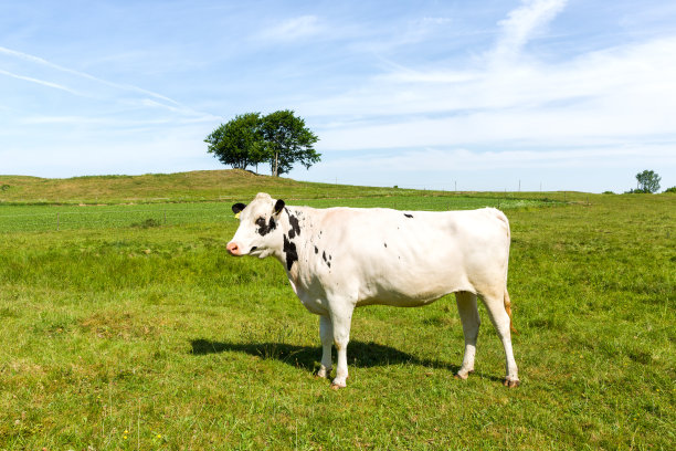 白色的奶牛站在绿色草地上。图片下载
