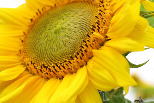 向日葵图片下载