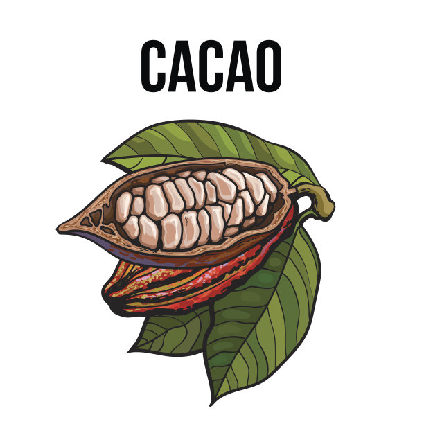 手工绘制的整个和一半的可可水果与叶子图片下载