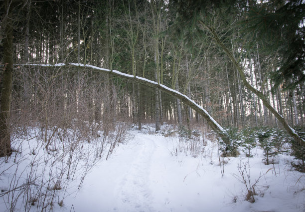 冬天弯下的树横穿马路图片下载