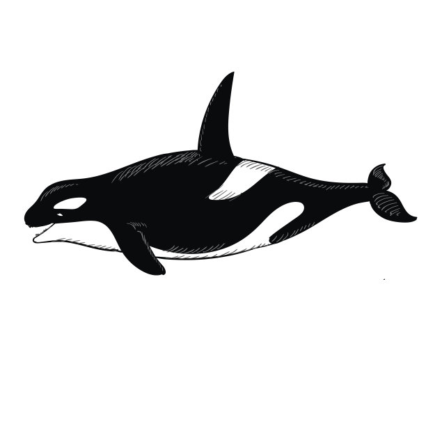 在白色背景上涂鸦风格的Grampus图标。矢量图图片下载