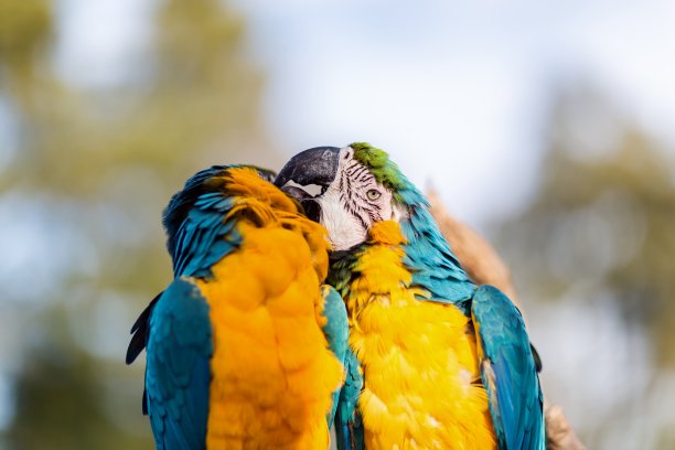 蓝色和金色金刚鹦鹉。图片下载