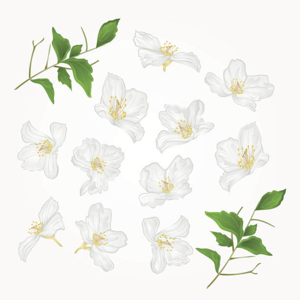 茉莉花集向量图片下载