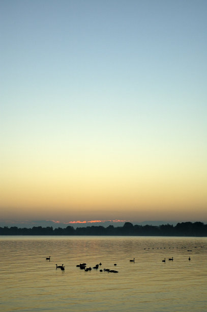 欣赏日出的鸟儿图片下载
